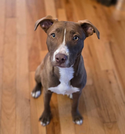 picture of the dog needing adoption
