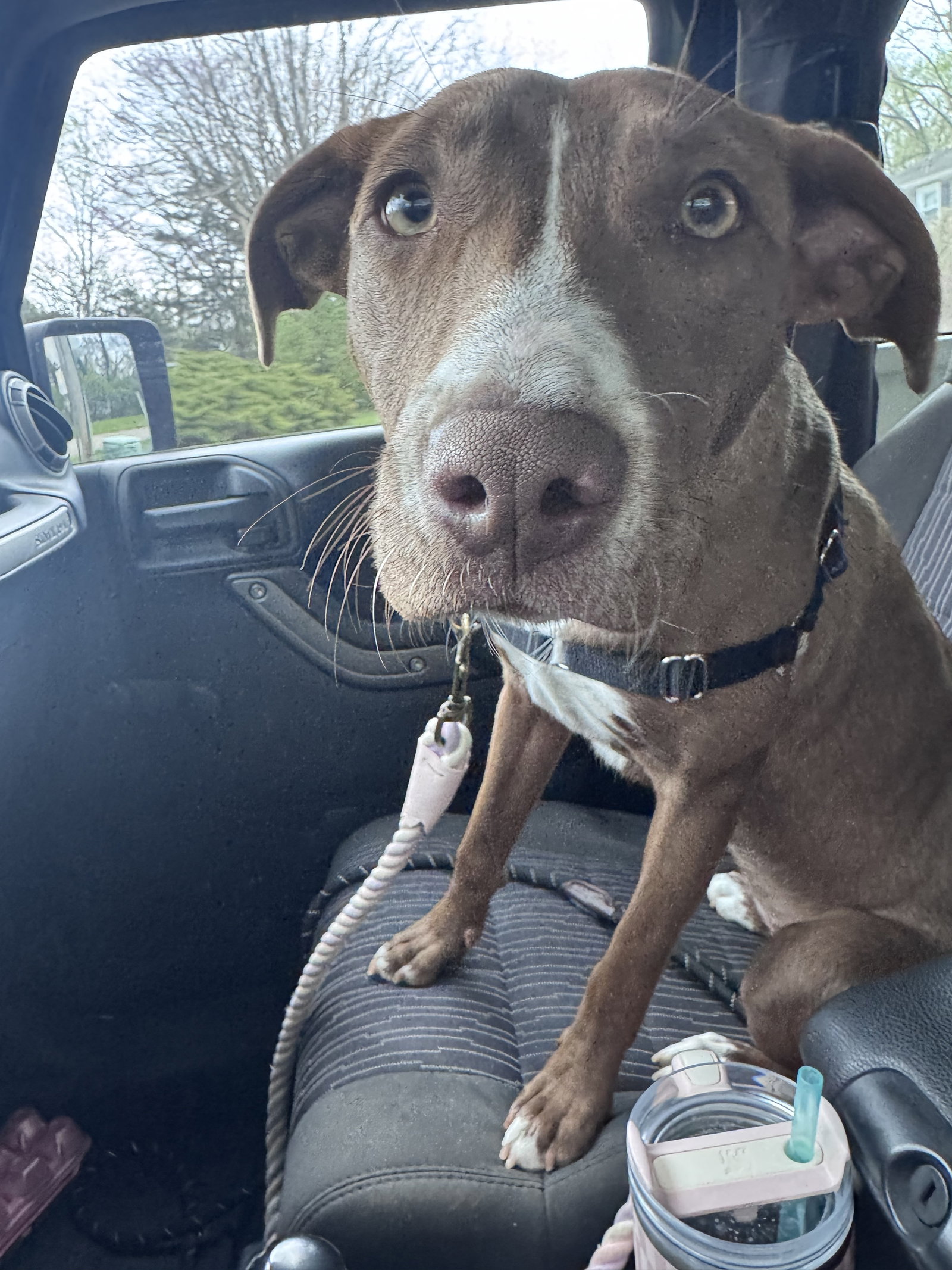 Kiwi, photo 7