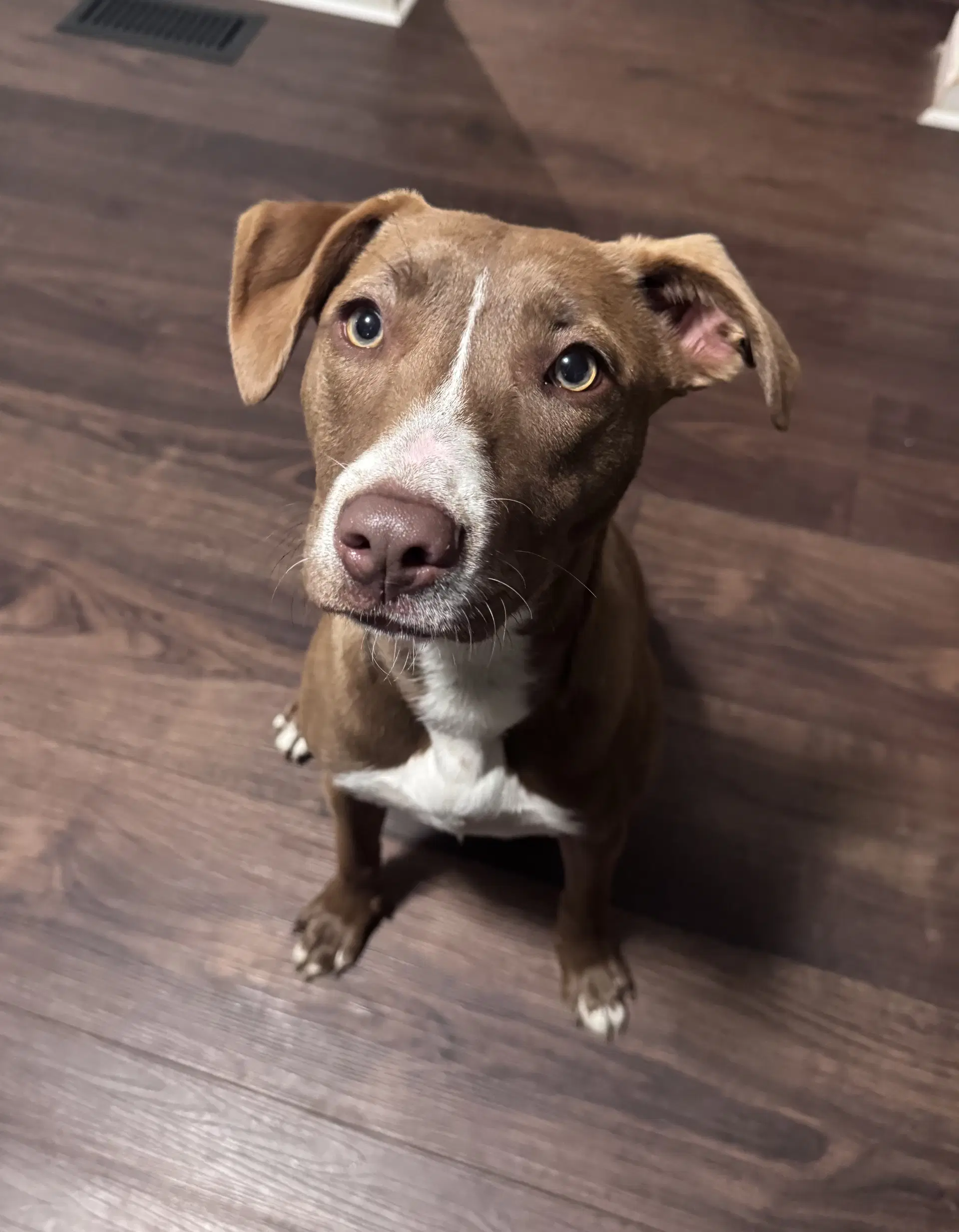 Kiwi - Terrier