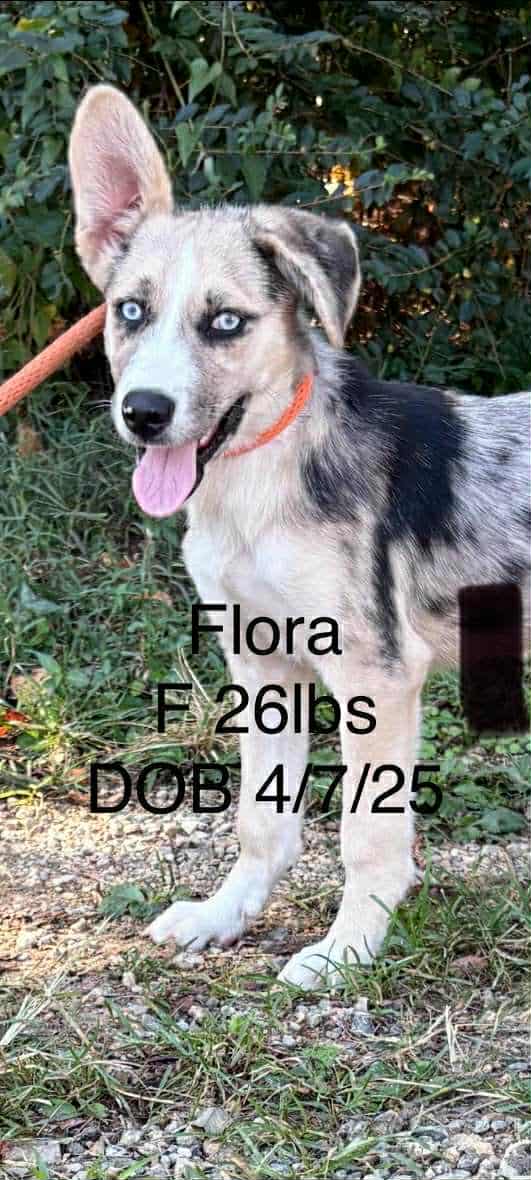 Flora image 3