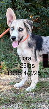 Flora - Photo 2