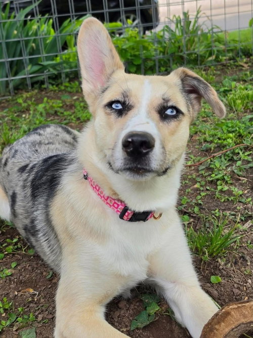 Flora, an adoptable Red Heeler in Columbus, IN