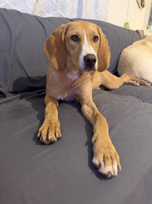 Pippi, an adoptable Coonhound in Columbus, IN