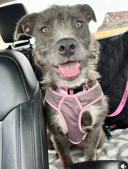 picture of the dog needing adoption