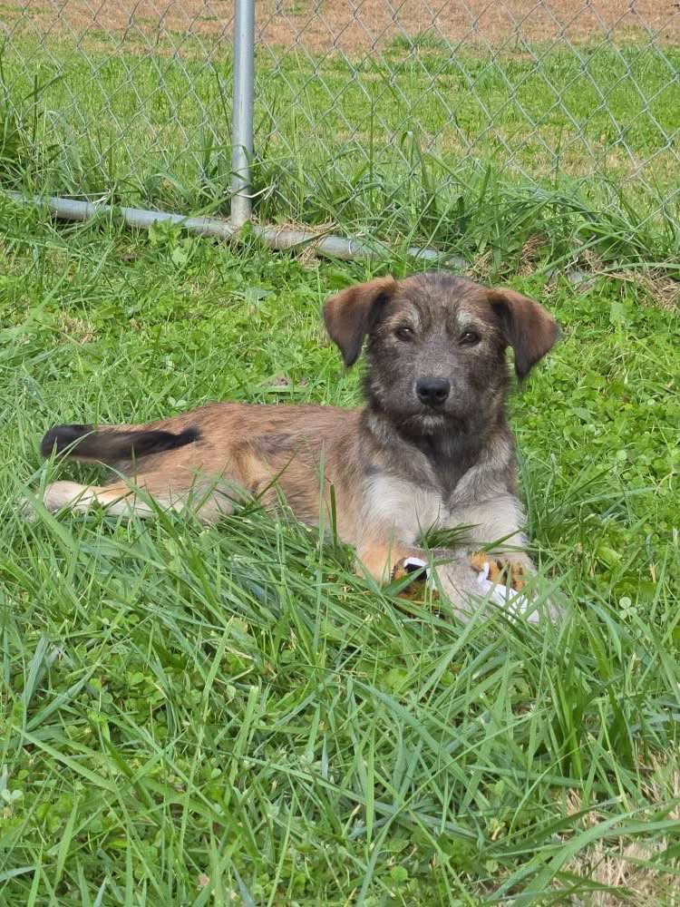 Scruffie Image