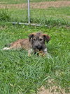 Scruffie - Photo 3