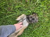 Scruffie - Photo 4