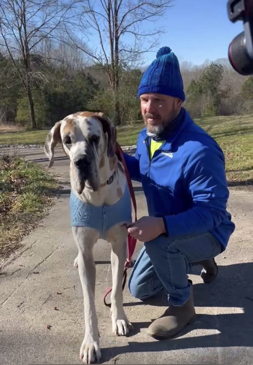 MOSES - Great Dane available for adoption