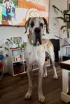 Moses - Photo 3