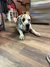Moses - Photo 6
