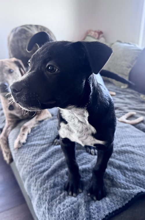 TINSEL - Border Collie available for adoption