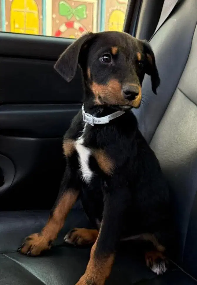 Boone - Hound