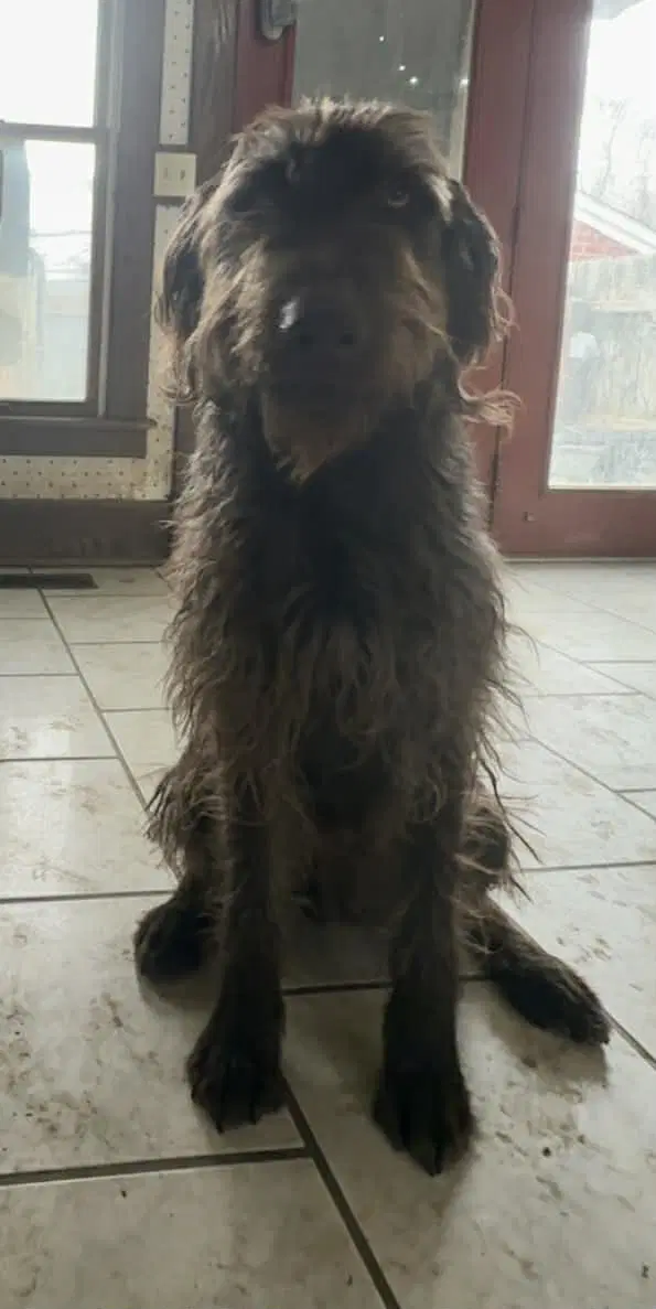 Leroy - Labrador Retriever