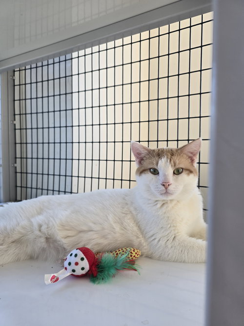 picture of the cat needing adoption