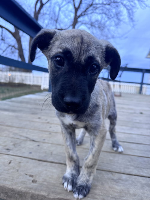 Madison, an adoptable German Shepherd Dog in Columbus, IN