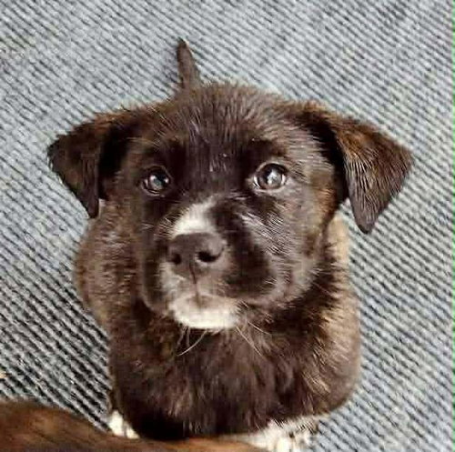 Dexter, an adoptable Dutch Shepherd in Columbus, IN