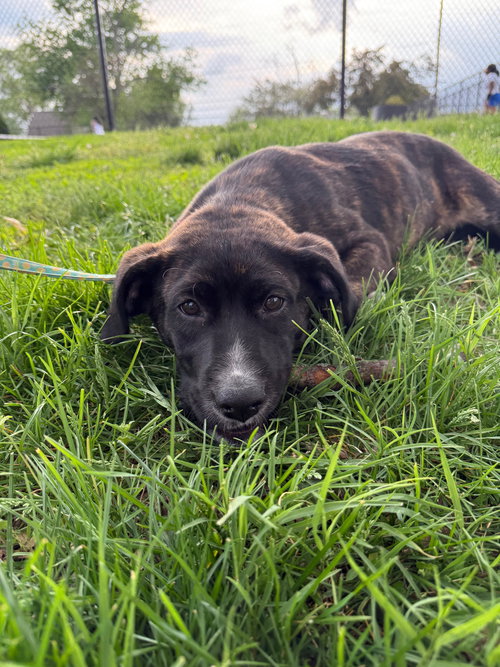 Dexter, an adoptable Labrador Retriever in Columbus, IN
