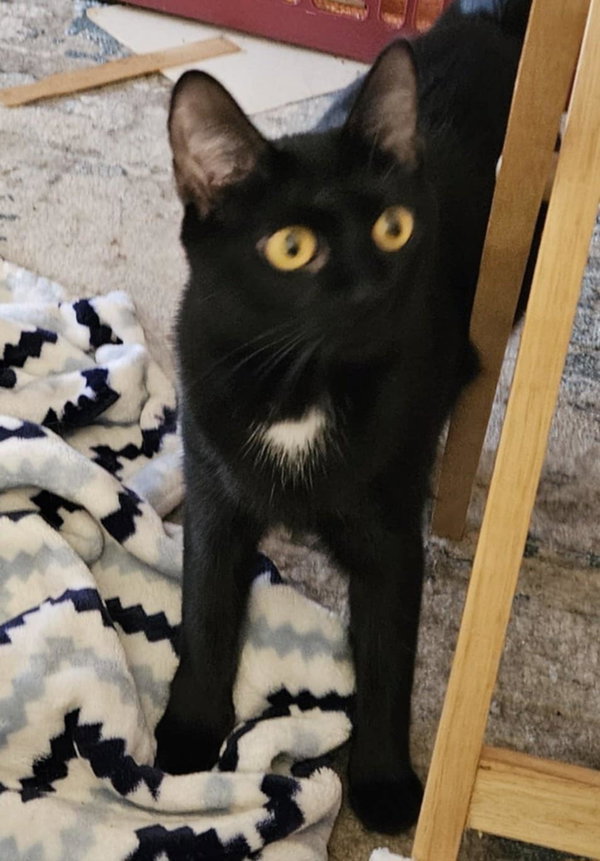 Ebony