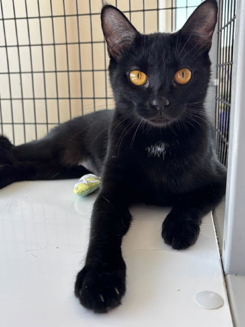 Ebony, an adoptable Domestic Short Hair in Columbus, IN