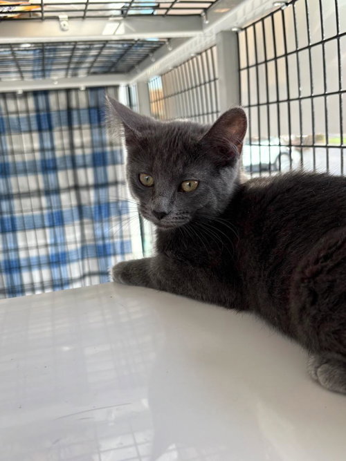 picture of the cat needing adoption
