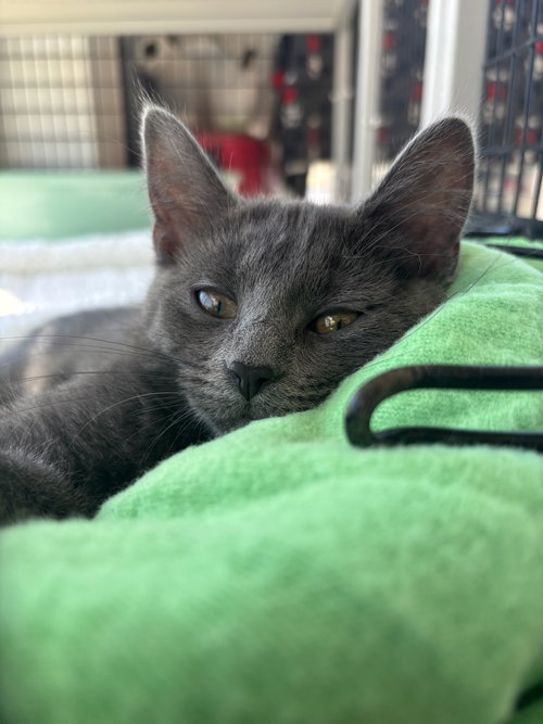 Ash, an adoptable Domestic Medium Hair in Columbus, IN