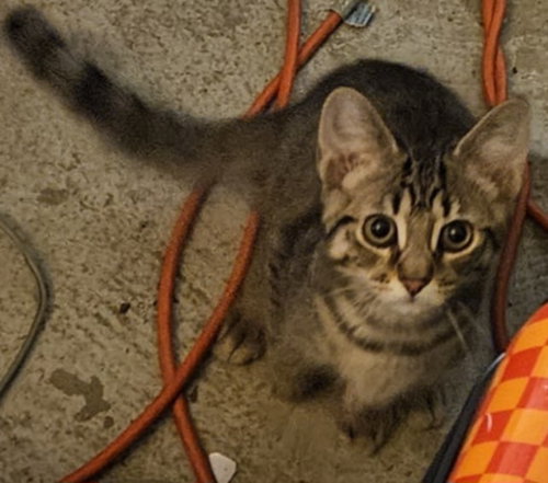 picture of the cat needing adoption