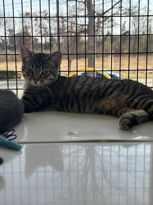 Tigger, an adoptable Domestic Medium Hair in Columbus, IN