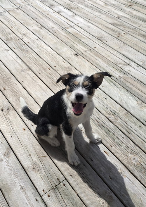 Poppy, an adoptable Jack Russell Terrier in Columbus, IN