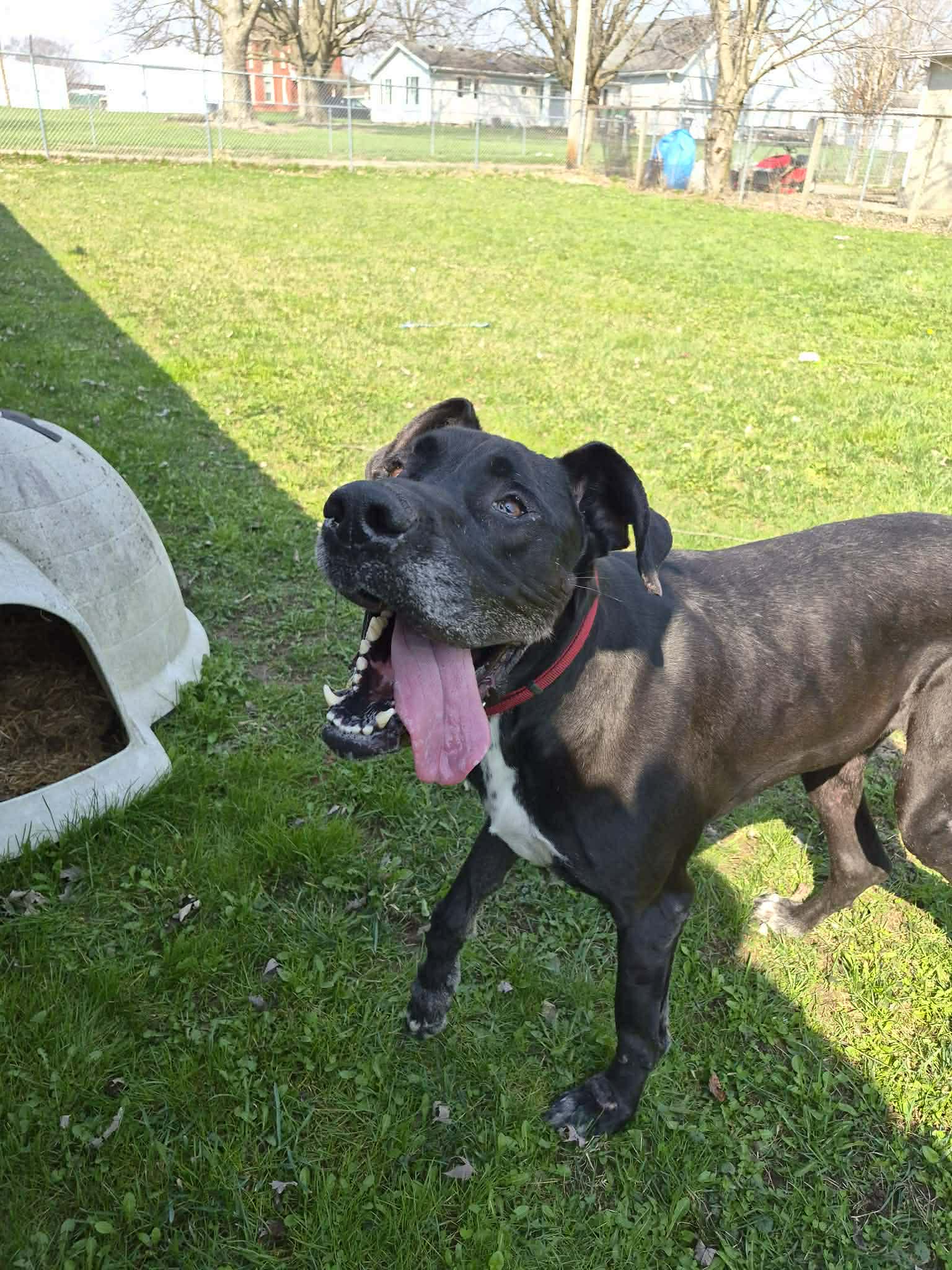 Hank - Great Dane