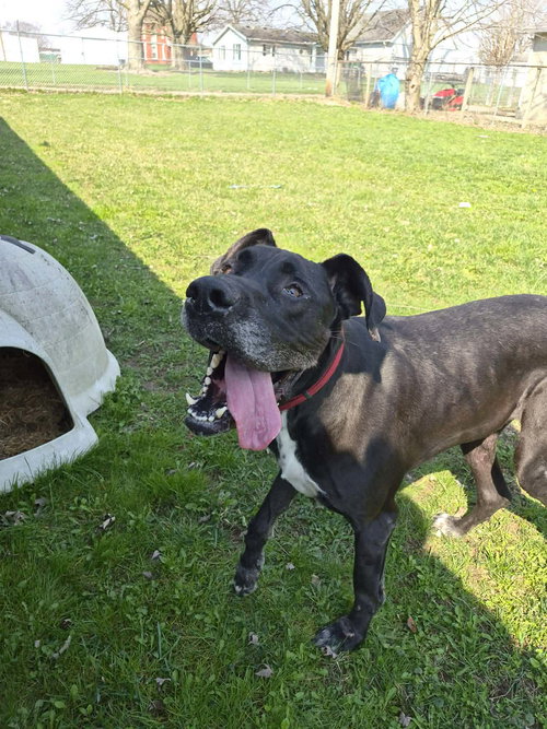 Hank, an adoptable Great Dane in Columbus, IN