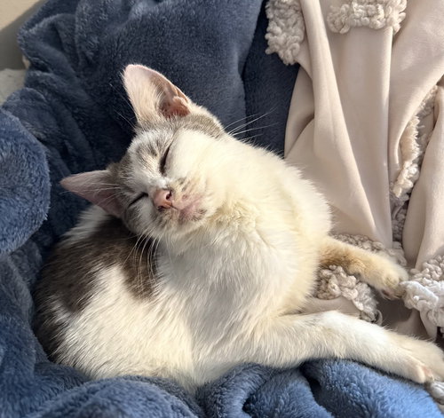 picture of the cat needing adoption