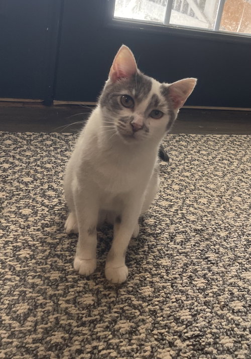 picture of the cat needing adoption