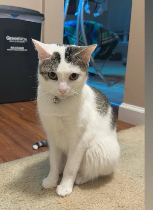 Patches, an adoptable Domestic Short Hair in Columbus, IN
