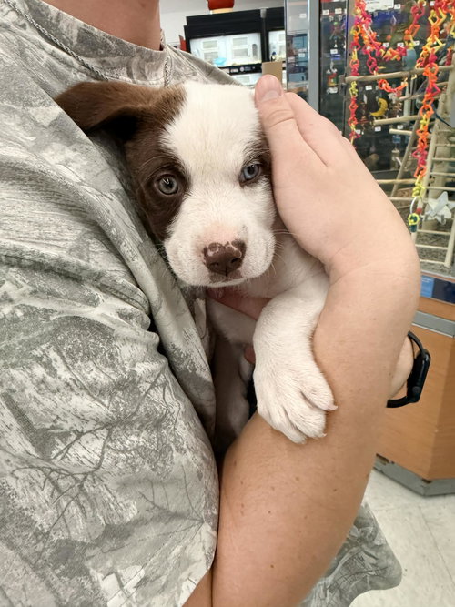 Delilah, an adoptable Australian Shepherd in Columbus, IN