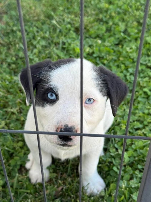 Arlo, an adoptable Australian Shepherd in Columbus, IN