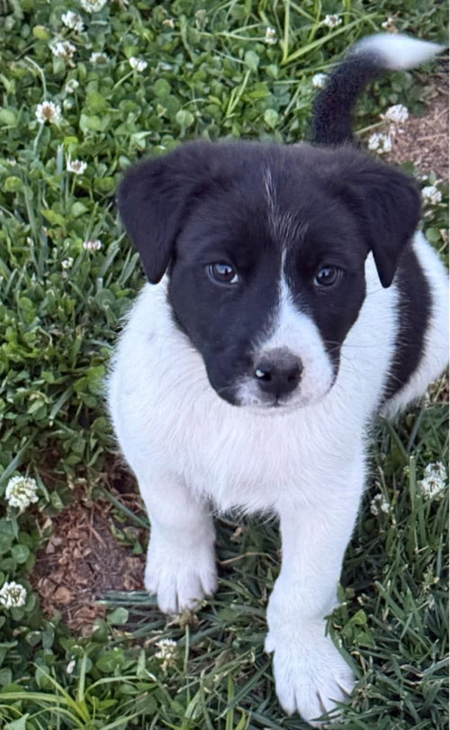 Dax, an adoptable Australian Shepherd in Columbus, IN