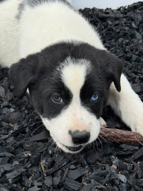 Bowie, an adoptable Australian Shepherd in Columbus, IN