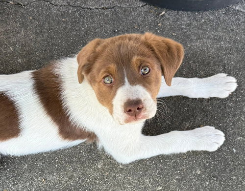 Gypsy, an adoptable Australian Shepherd in Columbus, IN