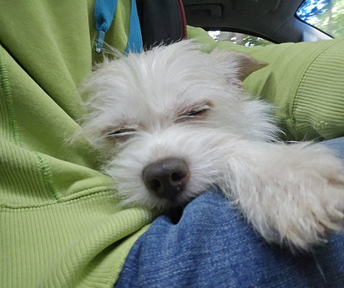 Gwen, an adoptable Terrier in Columbus, IN