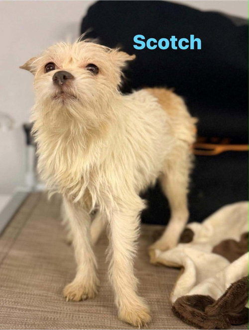 Scotch photo 3