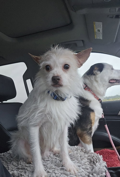 Scotch, an adoptable Terrier in Columbus, IN