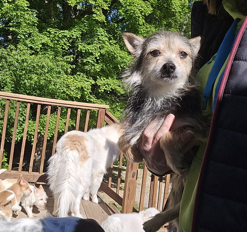 Molly, an adoptable Terrier in Columbus, IN