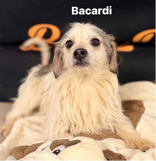 Bacardi photo 6
