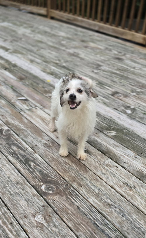 Bacardi, an adoptable Terrier in Columbus, IN