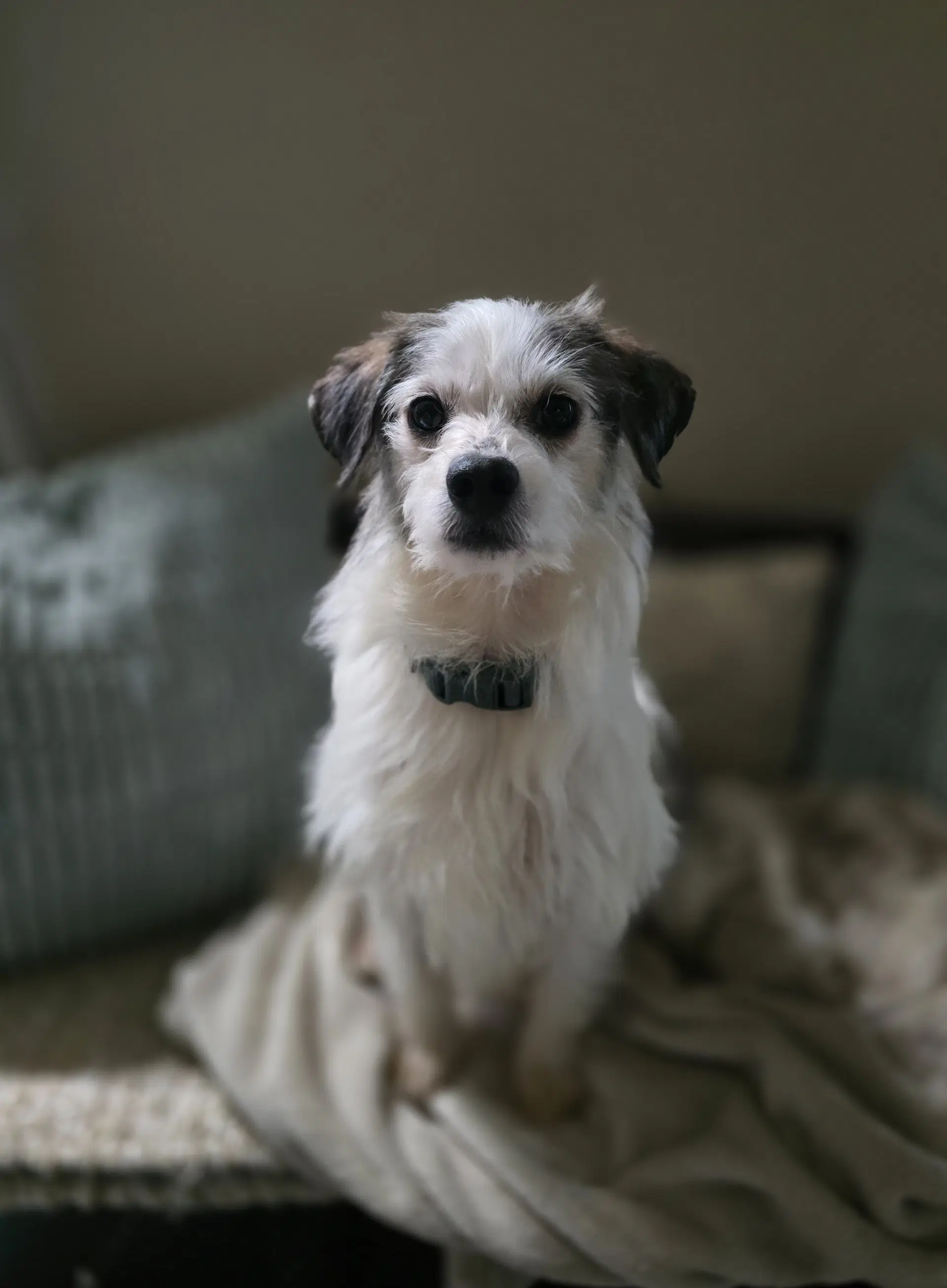 Bacardi - Terrier