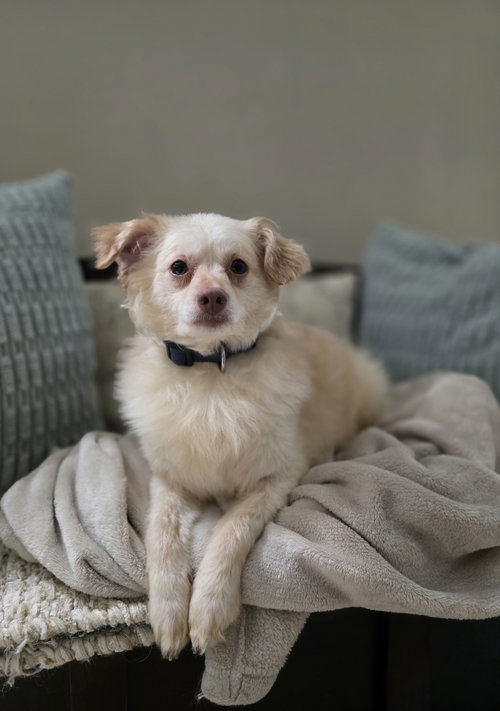 Benjamin, an adoptable Pomeranian in Columbus, IN