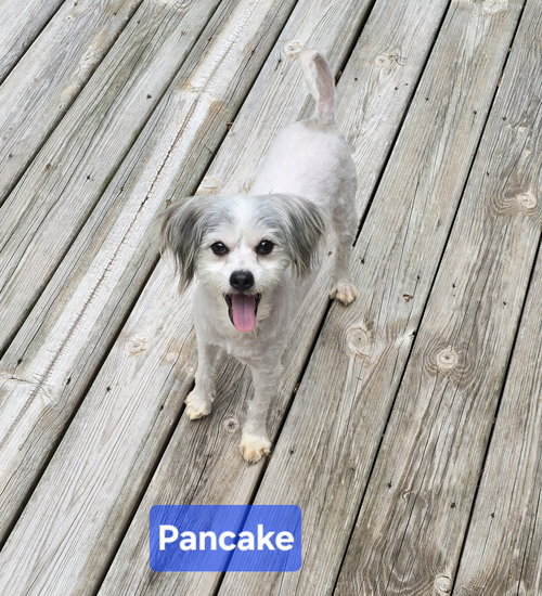 Pancake, an adoptable Shih Tzu in Columbus, IN