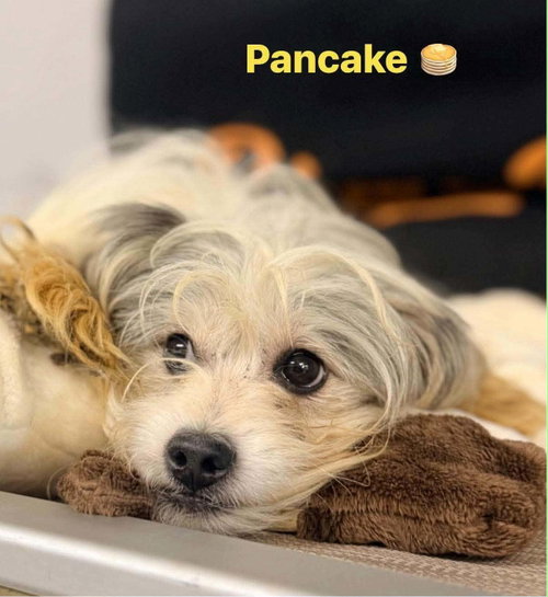 Pancake photo 6