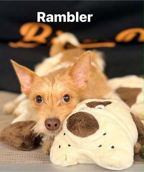 Rambler photo 10