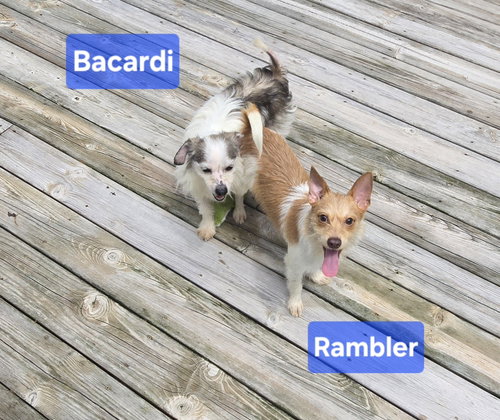Rambler photo 9